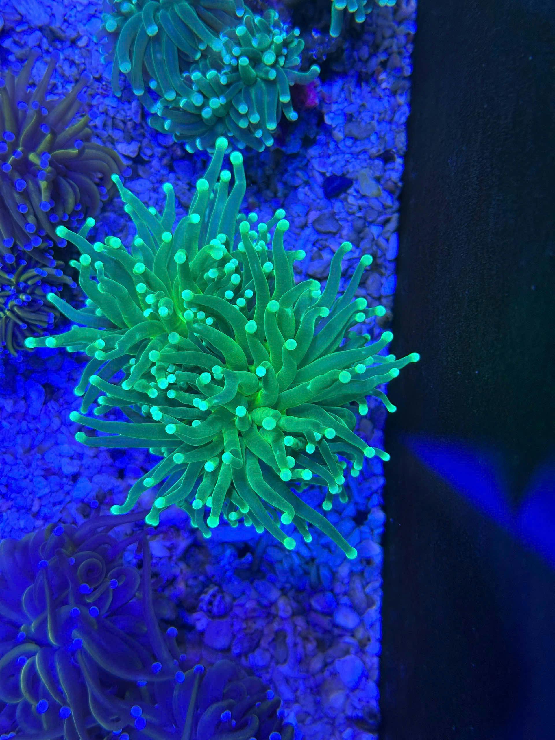 Vibrant green fluorescent coral captured under blue light in a marine aquarium.