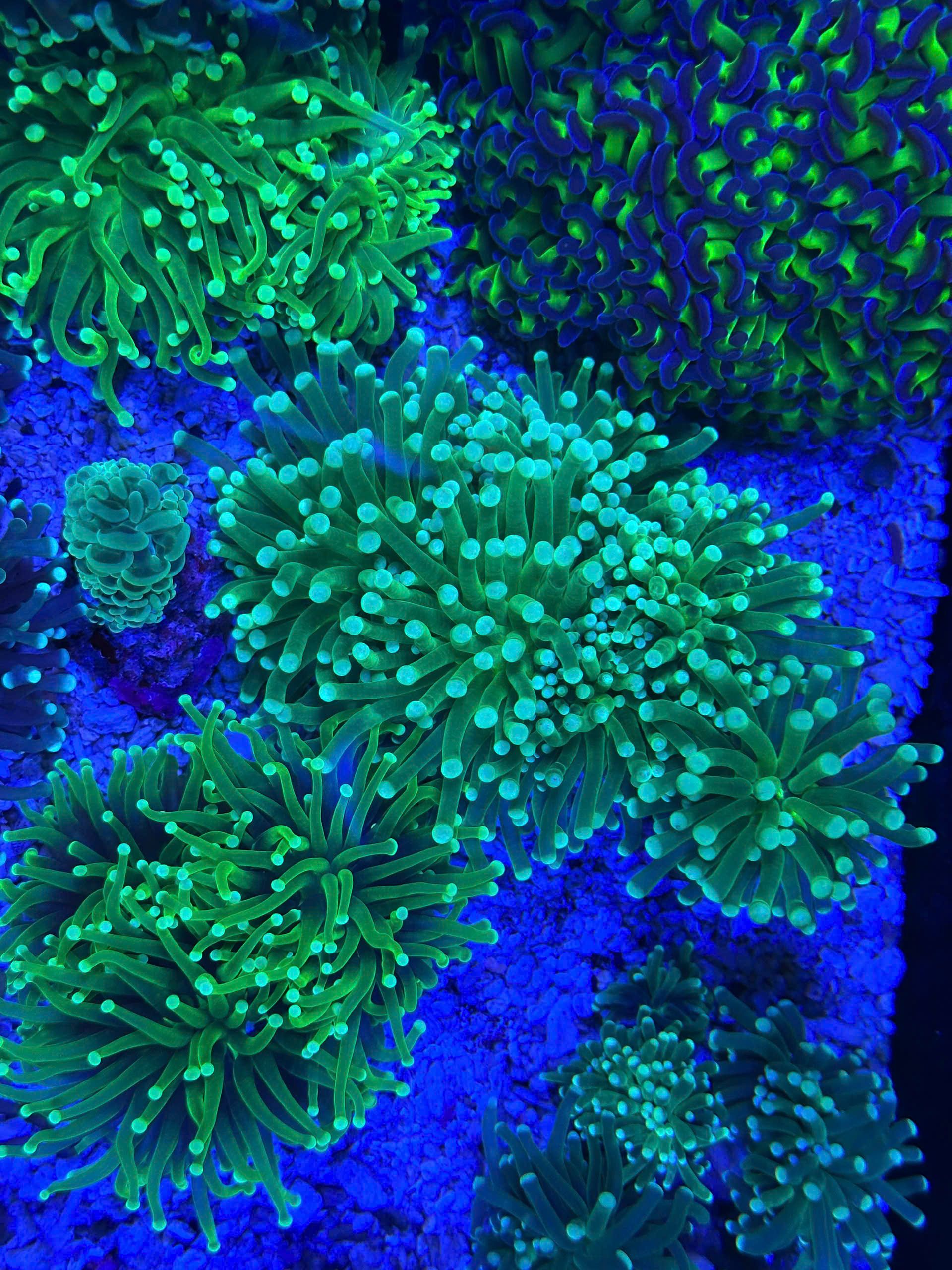 Vibrant Coral Reef Underwater Scene · Free Stock Photo