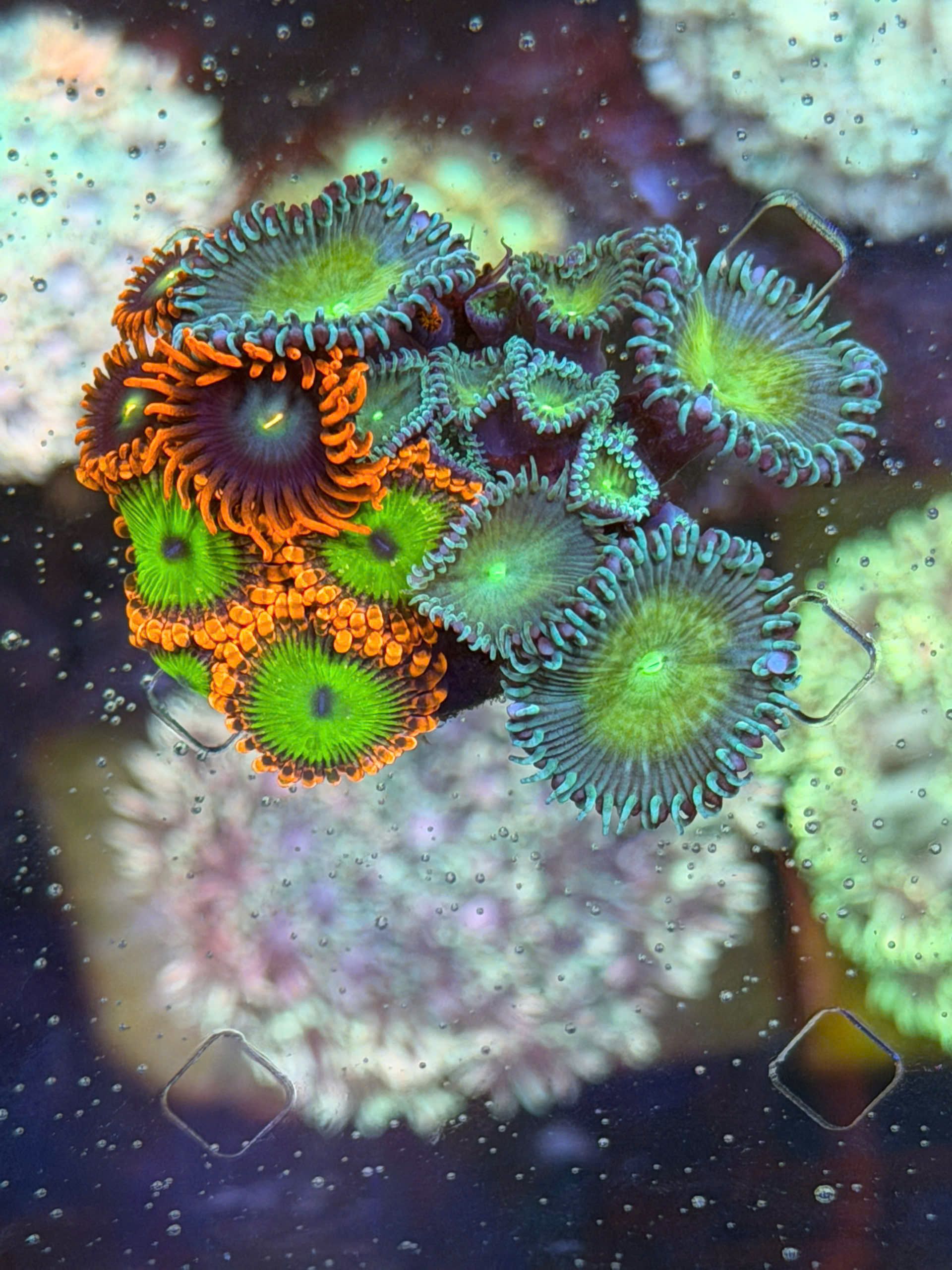 Vibrant Coral Polyps Underwater Close-Up · Free Stock Photo