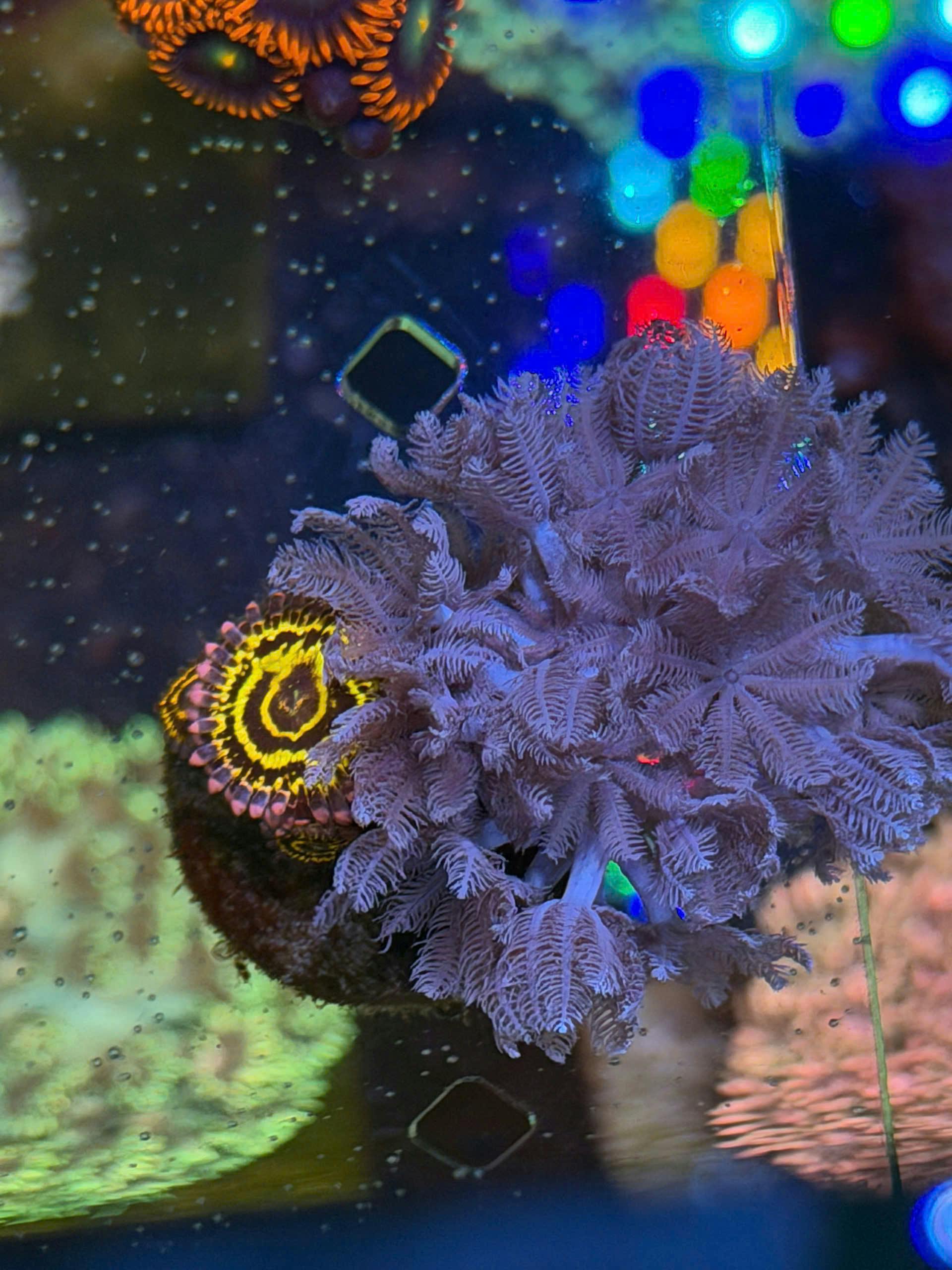 Aquarium Care Made Easy Selected Tips