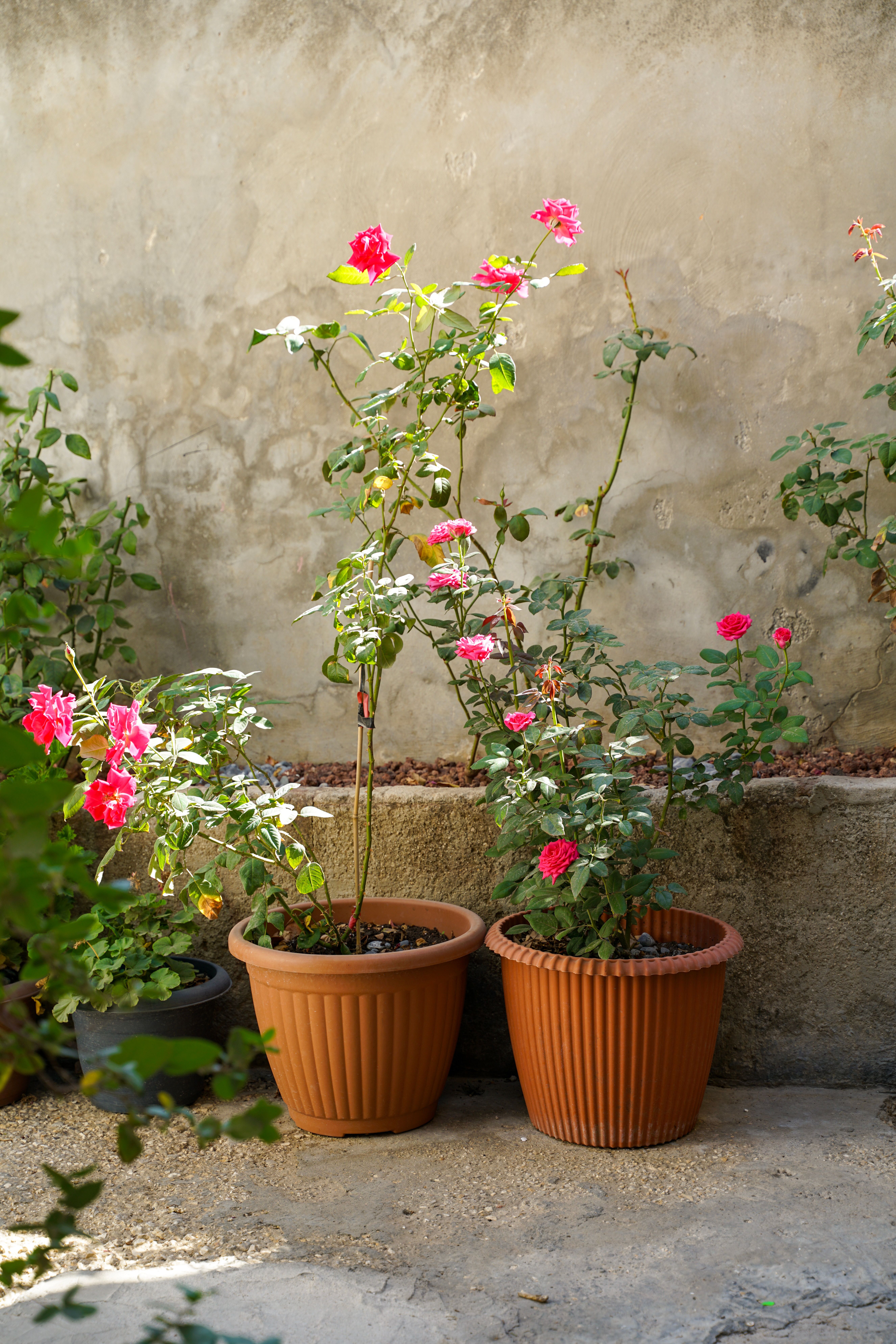 Vibrant Rose Plants in Terracotta Pots Outdoors · Free Stock Photo