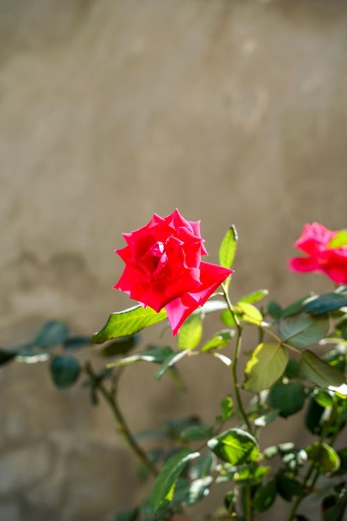 Free A vivid red rose in a sunlit garden, symbolizing beauty and love. Stock Photo