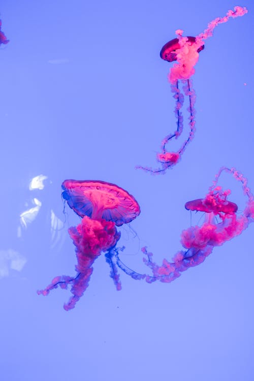 Розовые и белые медузы под водой