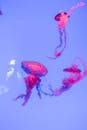 五颜六色的水母优雅地游泳在明亮，照明水族馆