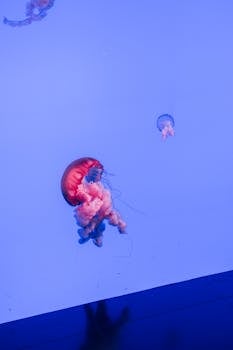 水下，迷人的水母优雅地漂浮着，背景是鲜艳的紫色