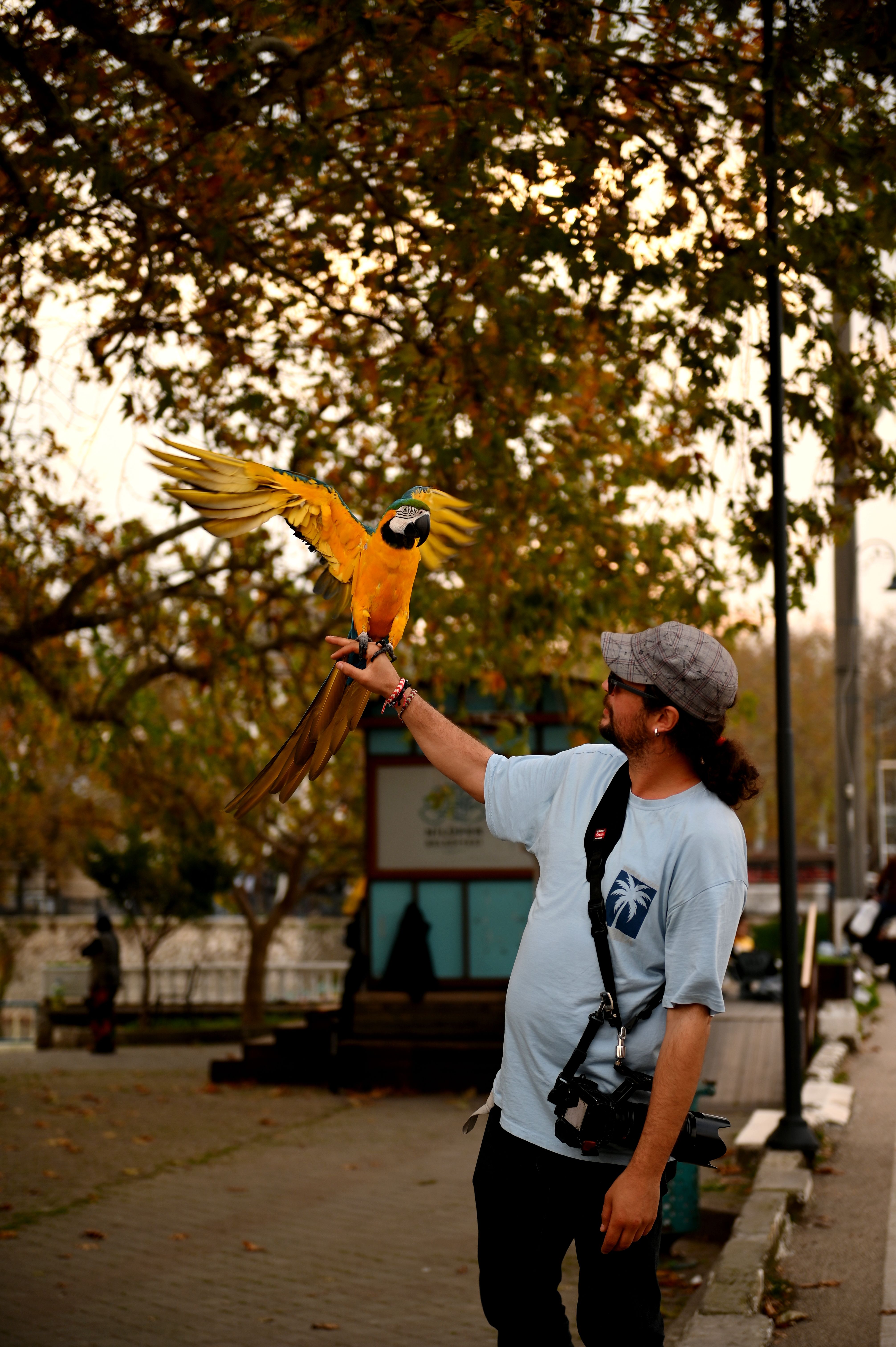 Man Holding Macaw Parrot in Bursa Park · Free Stock Photo