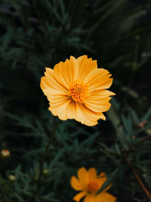 Free Close-up of a vibrant yellow cosmos flower with a lush green background, captured in a Brazilian garden. Stock Photo