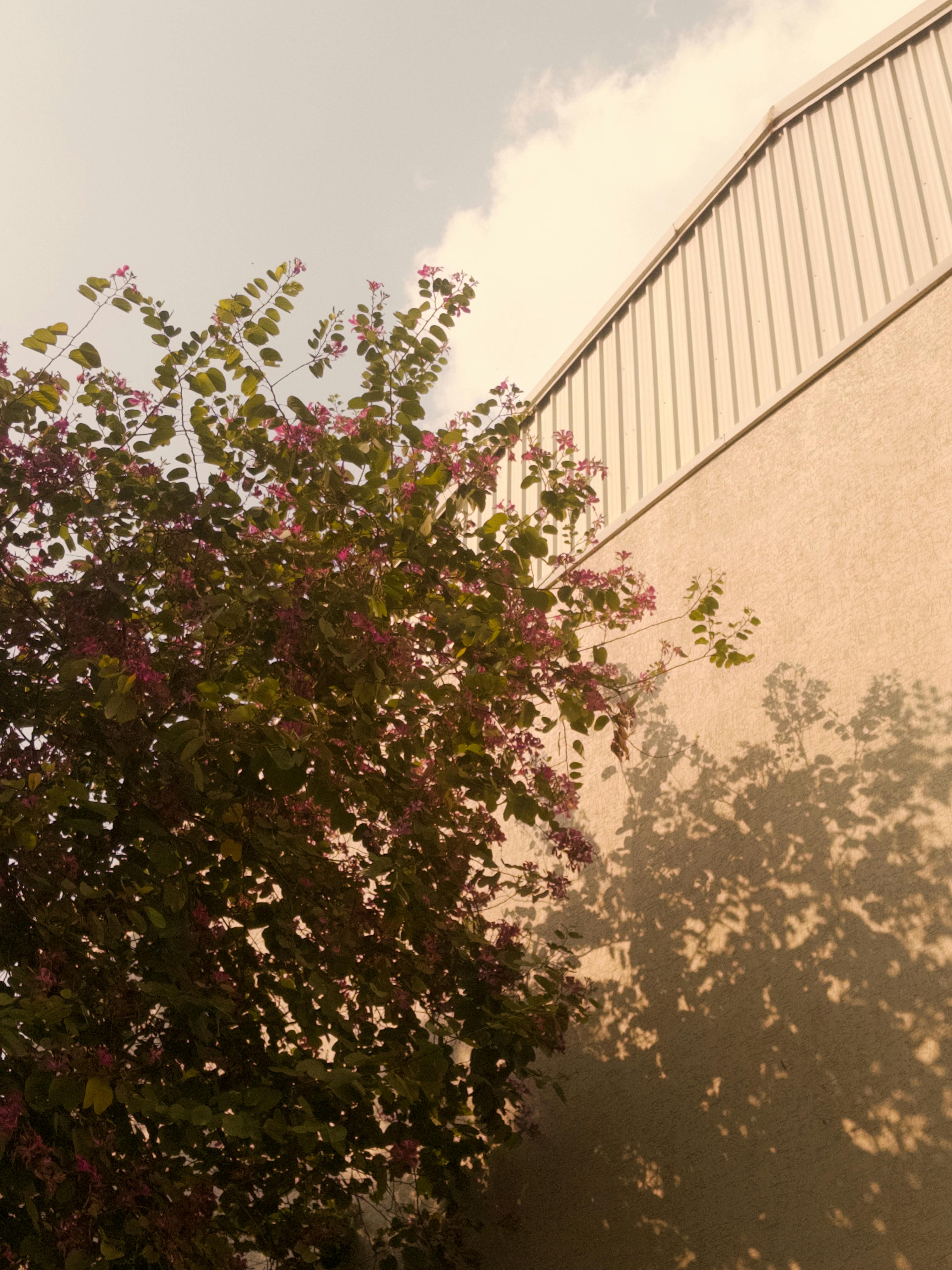 ingyenes A bougainvillea árnyékot vet egy modern városi falra naplementekor, nyugodt és művészi látványt teremtve. Stockfotó