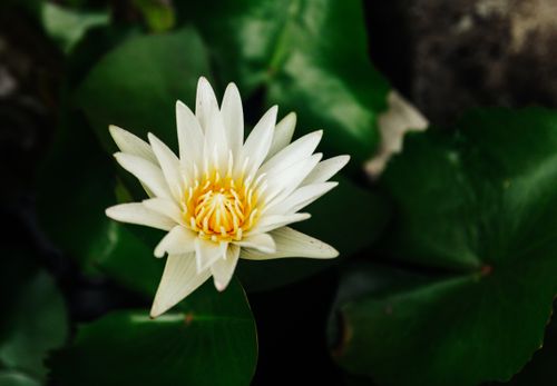 Free Close-up of a white water lily with lush green leaves in Kon Tum, Vietnam. Stock Photo