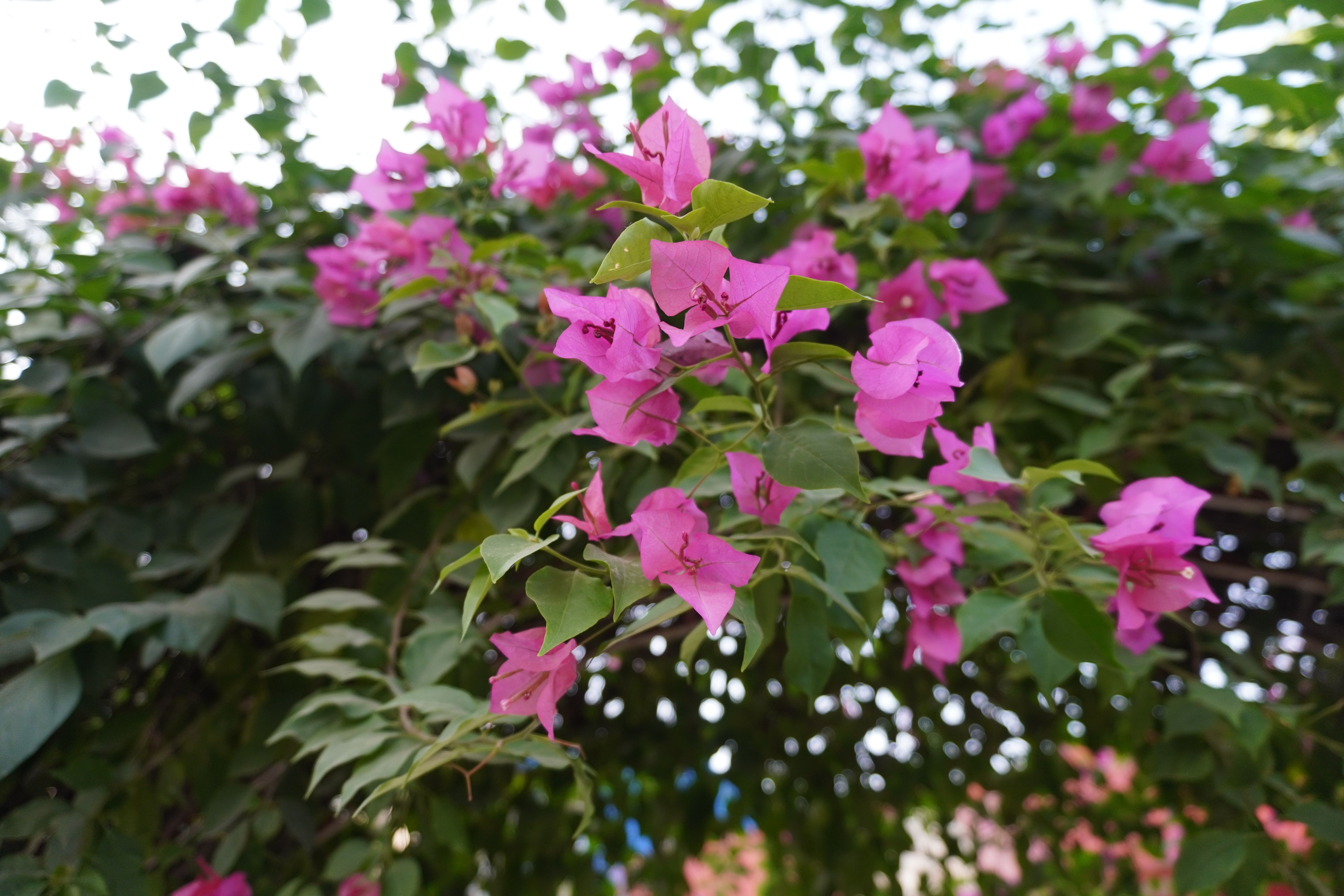 [ColoSach]-beautiful-pink-bougainvillea-blossoms-showcasing-vibrant-garden-beauty-outdoors.