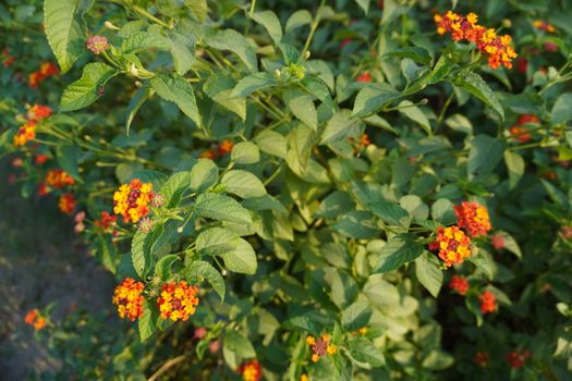 Bright lantana flowers in a lush outdoor garden setting, capturing summer's natural beauty.