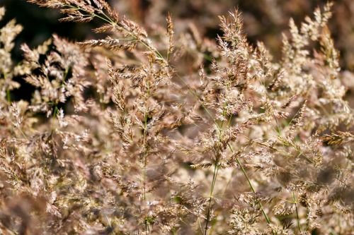 Free Close-up of golden dry grass lit by sunlight, capturing texture and natural beauty. Stock Photo