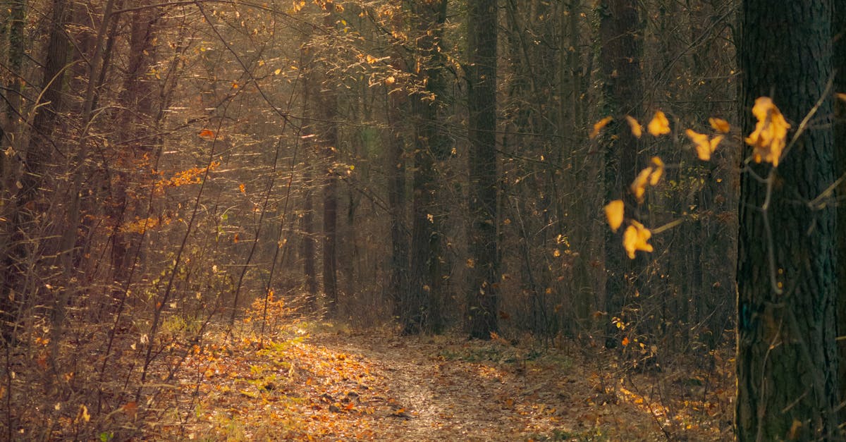 Peaceful forest path in autumn with sunlight filtering through trees, creating a warm and inviting atmosphere.