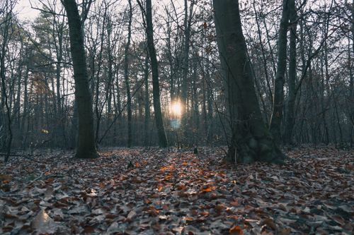 Free A tranquil winter scene in a forest with sunlight filtering through bare trees, creating a peaceful atmosphere. Stock Photo