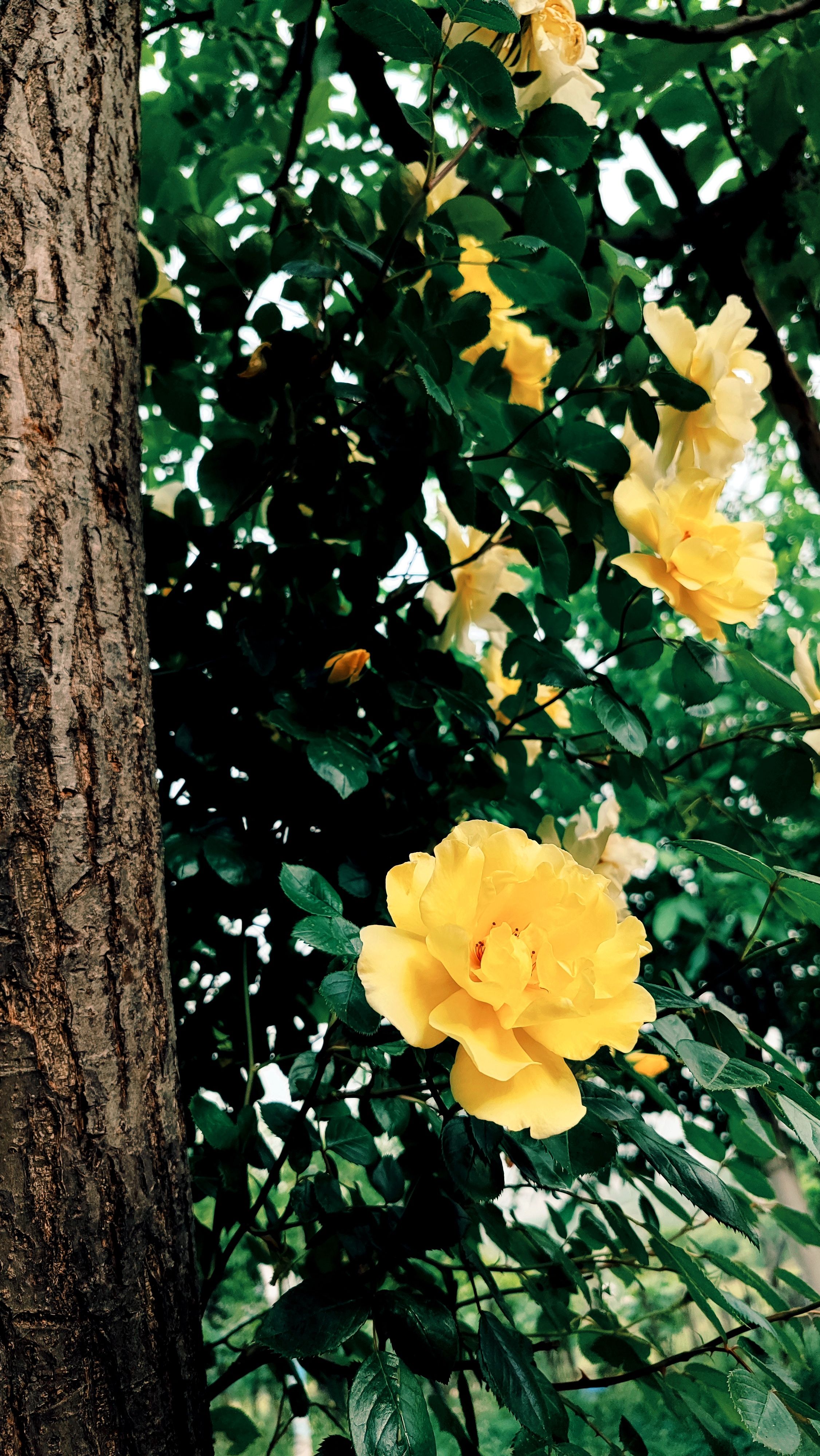 Vibrant Yellow Roses Blooming on Tree · Free Stock Photo