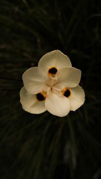 A detailed view of a delicate white wildflower with dark centers against a lush green background.