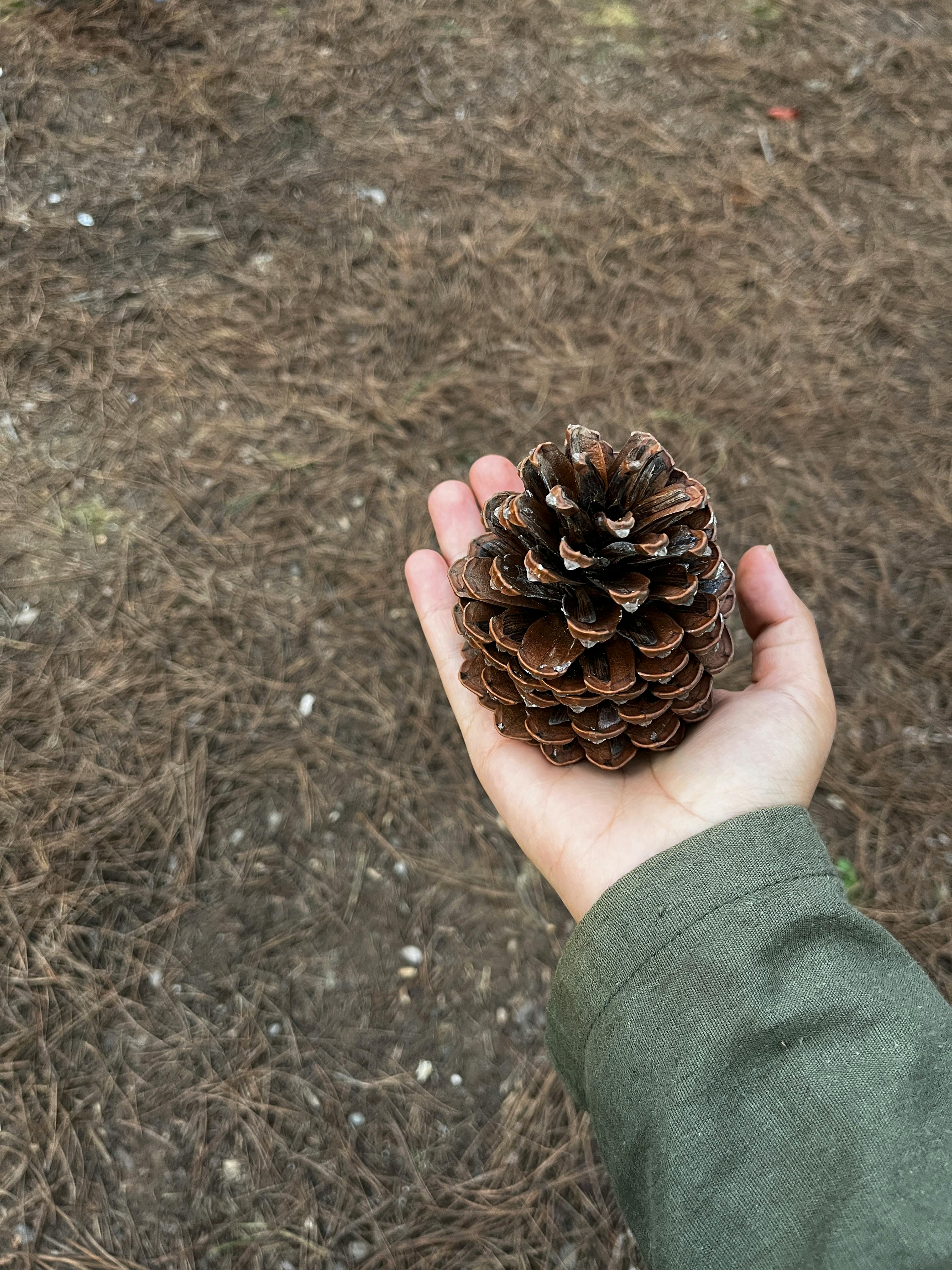 A Tree In A Forest A Collection Of Ajahn Chah S Similes