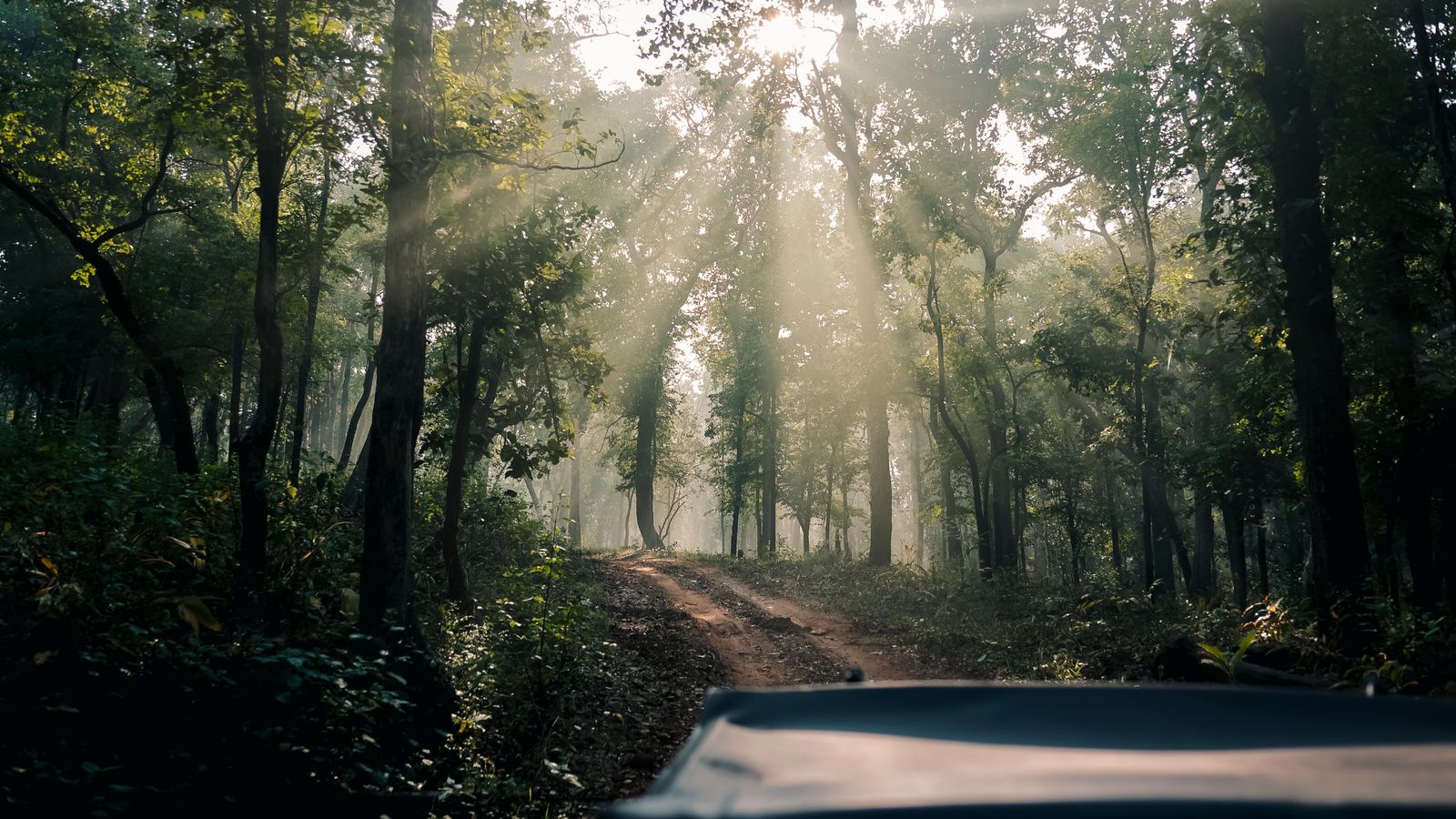 Warm morning light filtering through tall trees in an Indian forest