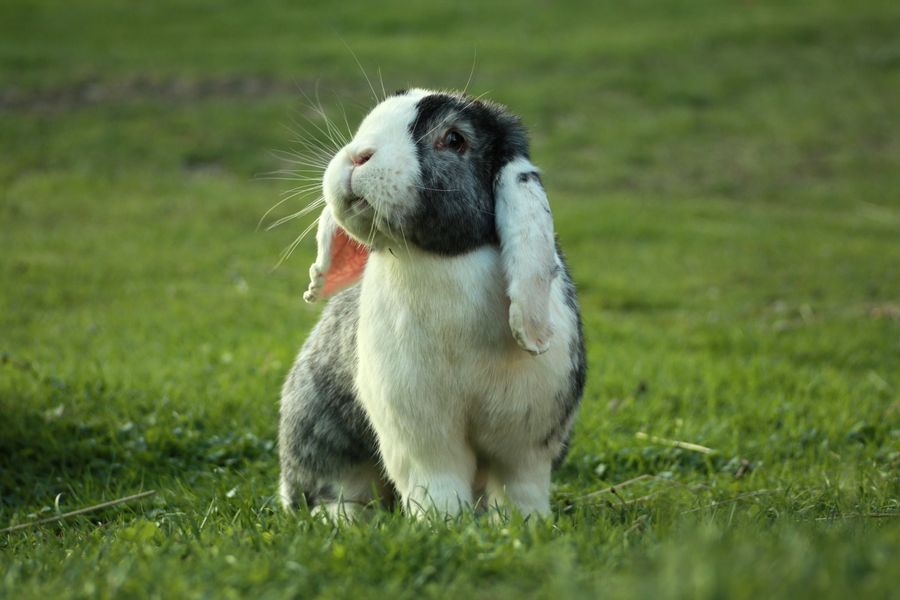 Yeşillik üzerinde sarkık kulaklı Holland Lop tavşanı