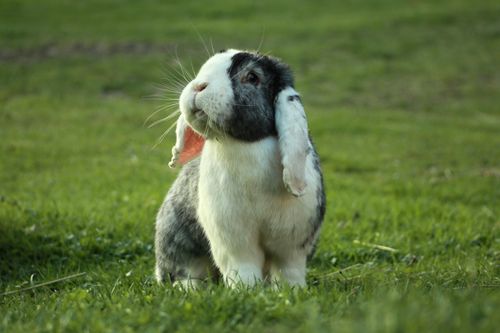 Free A cute lop-eared rabbit standing on fresh grass in a serene outdoor setting. Stock Photo