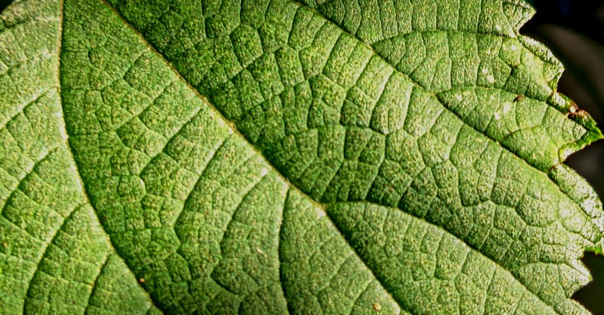 F 植生记