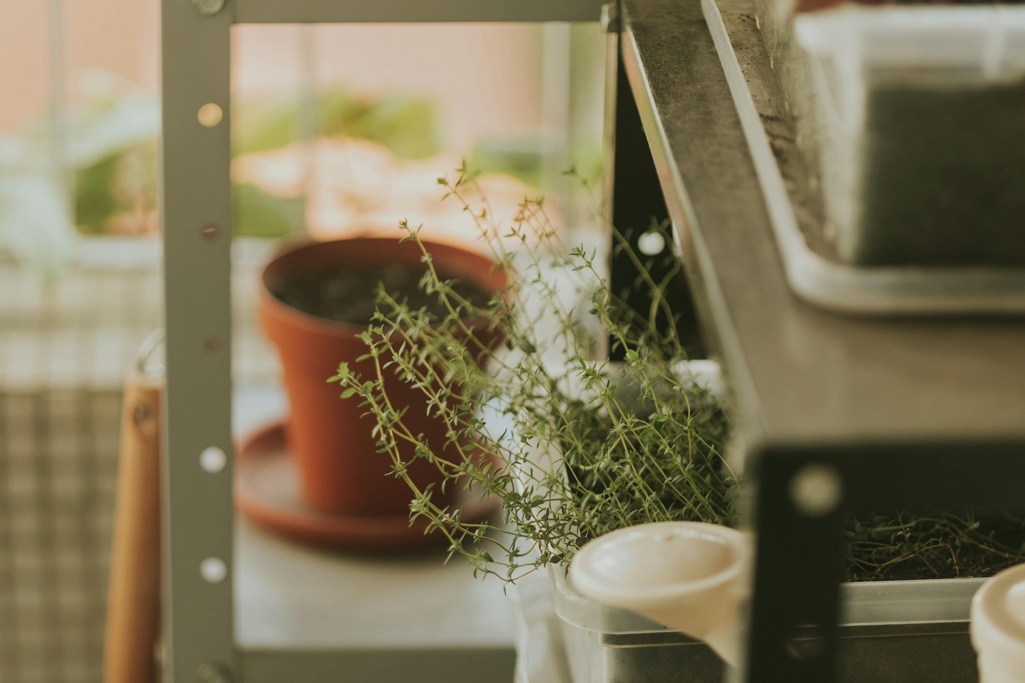 Jak vytvořit bylinkový „bar“ na parapetu, který přečká topnou sezónu a suchý vzduch doma