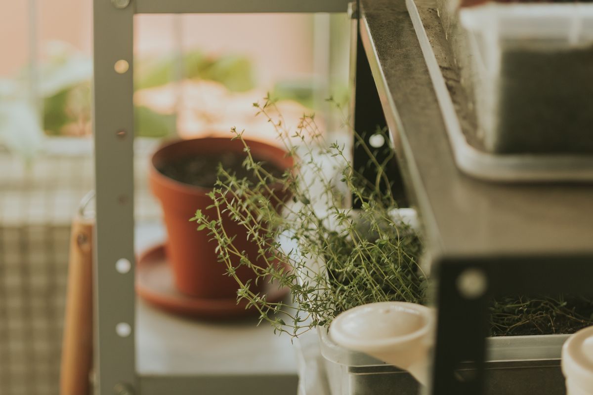 Small indoor herb garden with potted herbs on a shelf