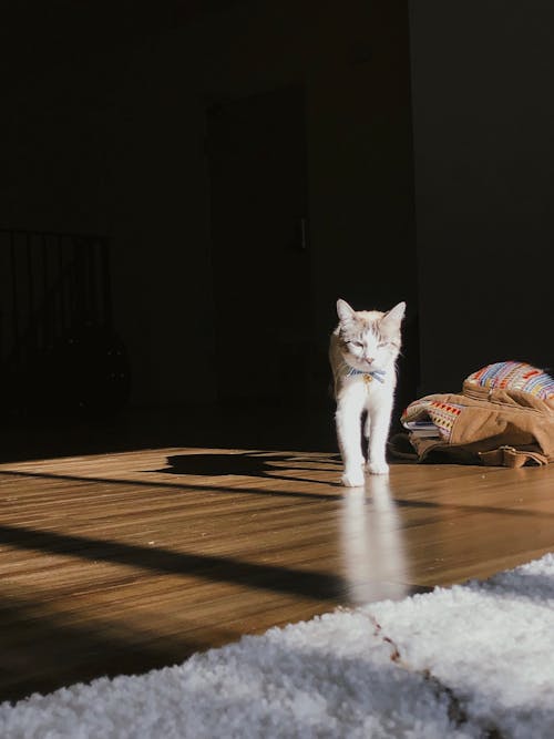 Free stock photo of cat, light