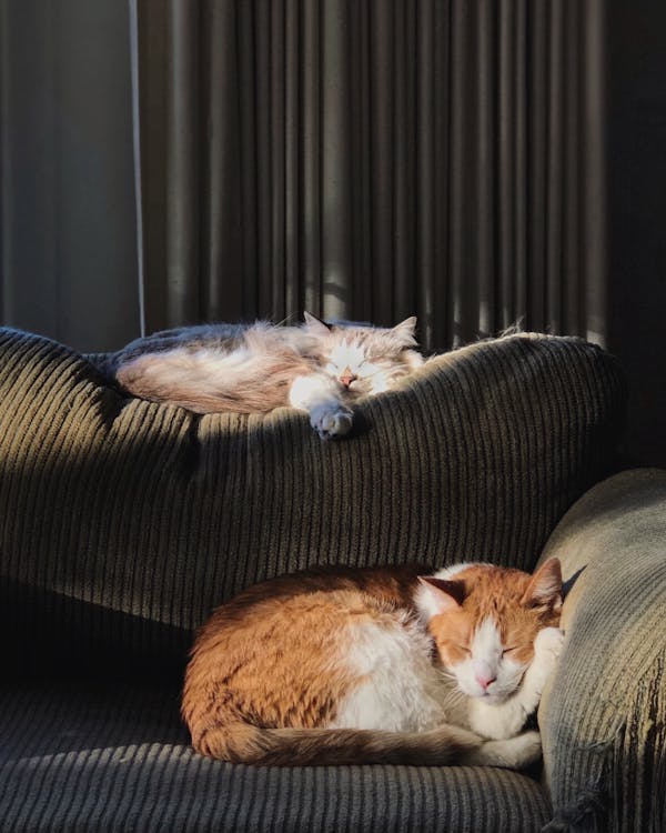 茶色のソファに横たわっているオレンジと白の猫