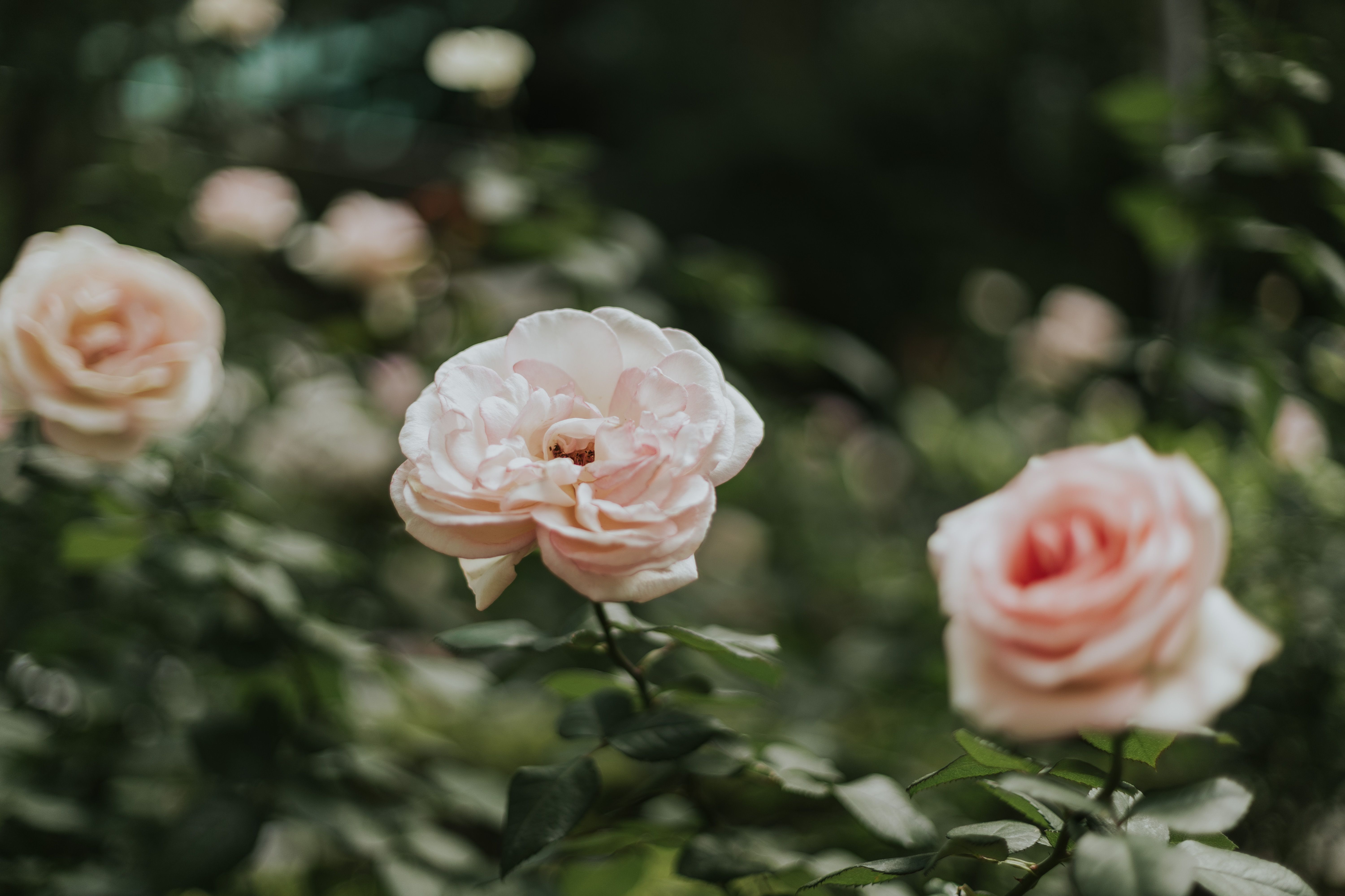 Beautiful Pink Roses in Bloom Outdoors · Free Stock Photo