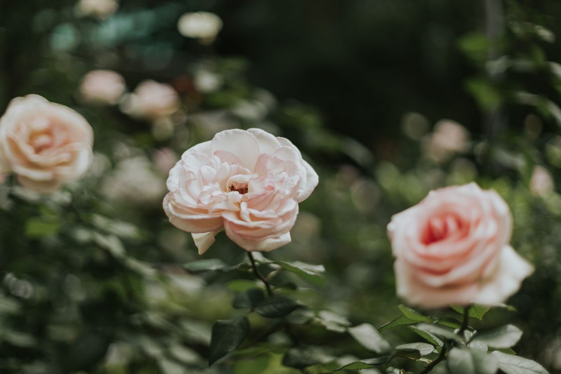 Pink Roses Outside Beautiful Pink Roses in Bloom Outdoors · Free Stock Photo