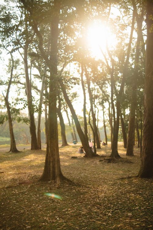 Free Sunlight filtering through trees in a São Paulo park, creating a serene natural atmosphere. Stock Photo