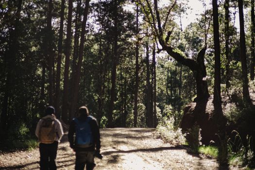 Two hikers explore a scenic forest trail in San Cristóbal de las Casas, Chiapas, Mexico.