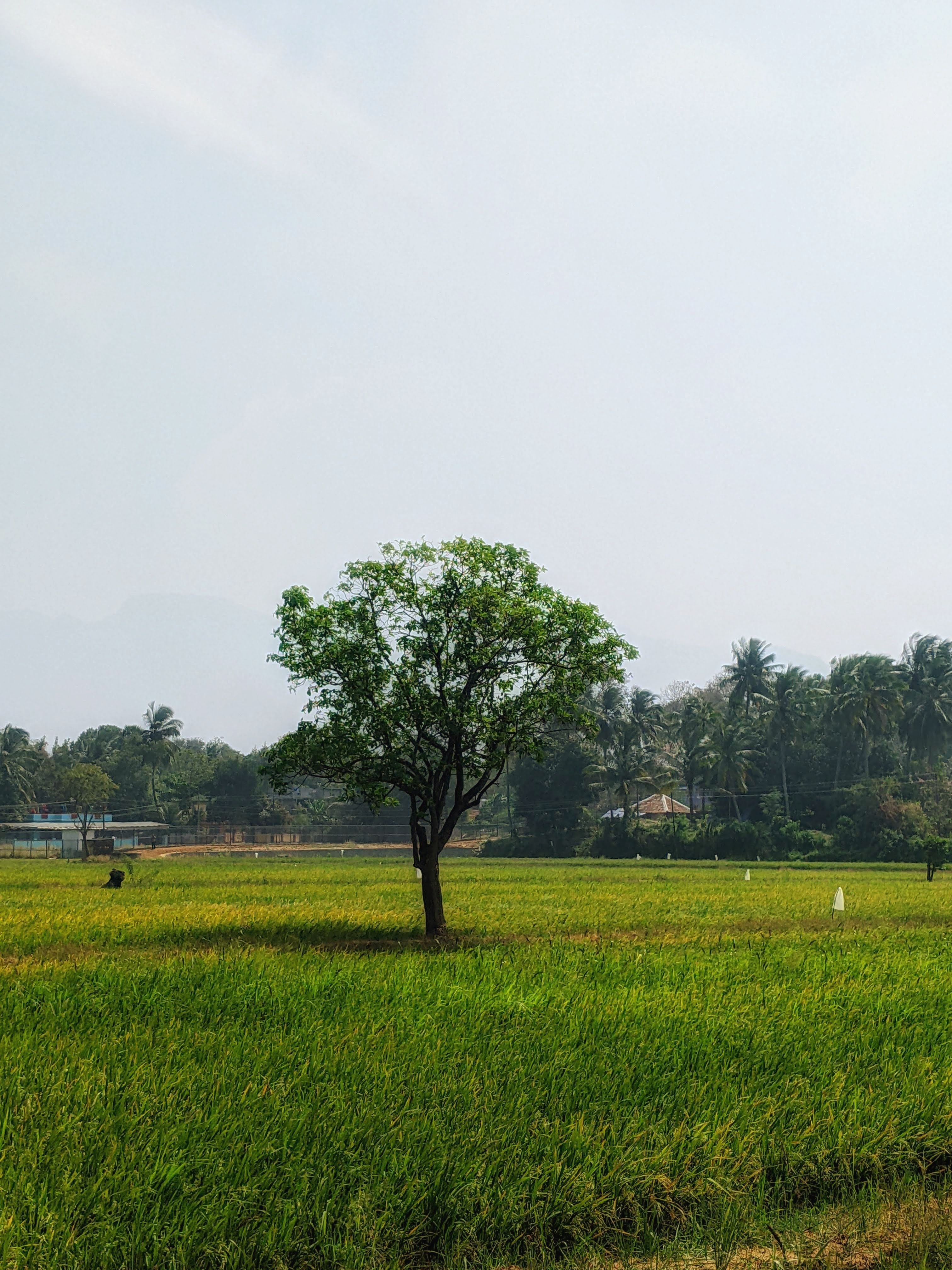Lone Tree in Verdant Field under Bright Sky · Free Stock Photo