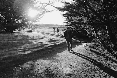 Free stock photo of dogs, family, hiking