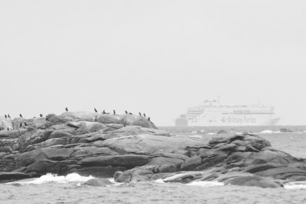 Cormorans sur les rochers en noir et blanc au passage d'un ferry près de Chausey