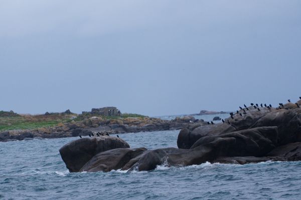Colonie de cormorans sur des rochers de granit face à une île à Chausey