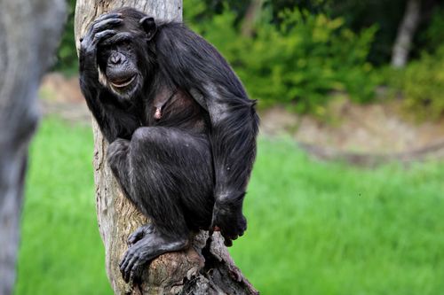 Free Chimpanzee perched on a tree branch in a lush green environment, showcasing natural behavior. Stock Photo