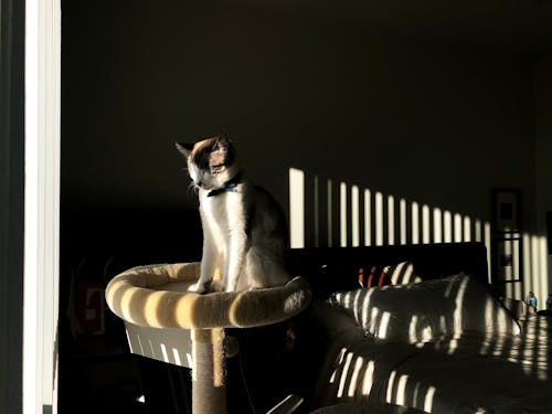 Foto profissional grátis de dormitório, gato, leve