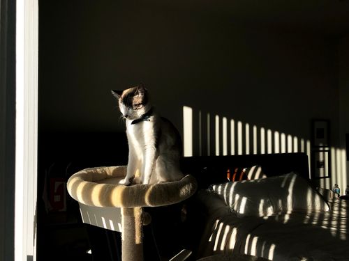 Free stock photo of bedroom, cat, light Stock Photo