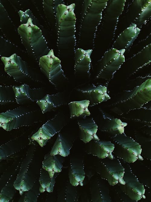 Groene Cactus Plant
