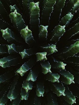 这是一张加利福尼亚州棕榈沙漠中一棵绿色仙人掌的细节图，其叶片纹理丰富