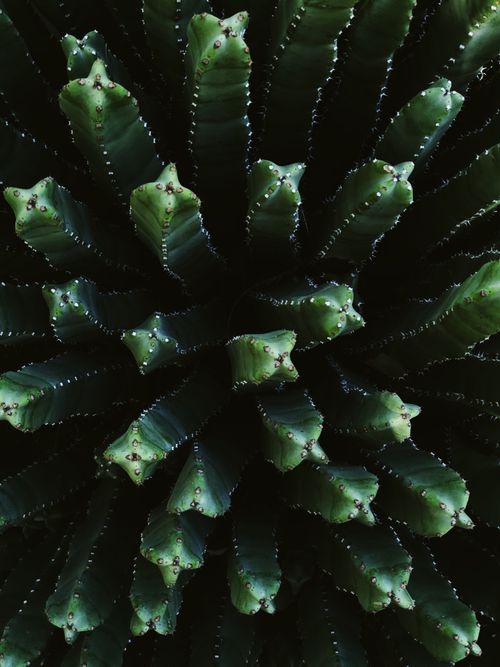 Free Detailed view of a green cactus with textured leaves in Palm Desert, California. Stock Photo