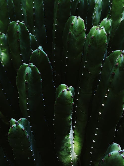 Green Cactus Plant 