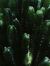 这是一张在加利福尼亚州棕榈沙漠拍摄的绿色仙人掌的详细特写