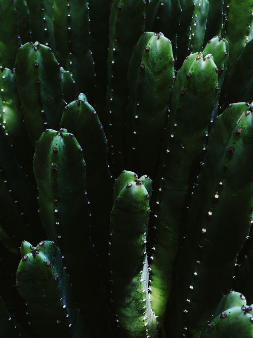 Free Detailed close-up of a green cactus captured in Palm Desert, California. Stock Photo