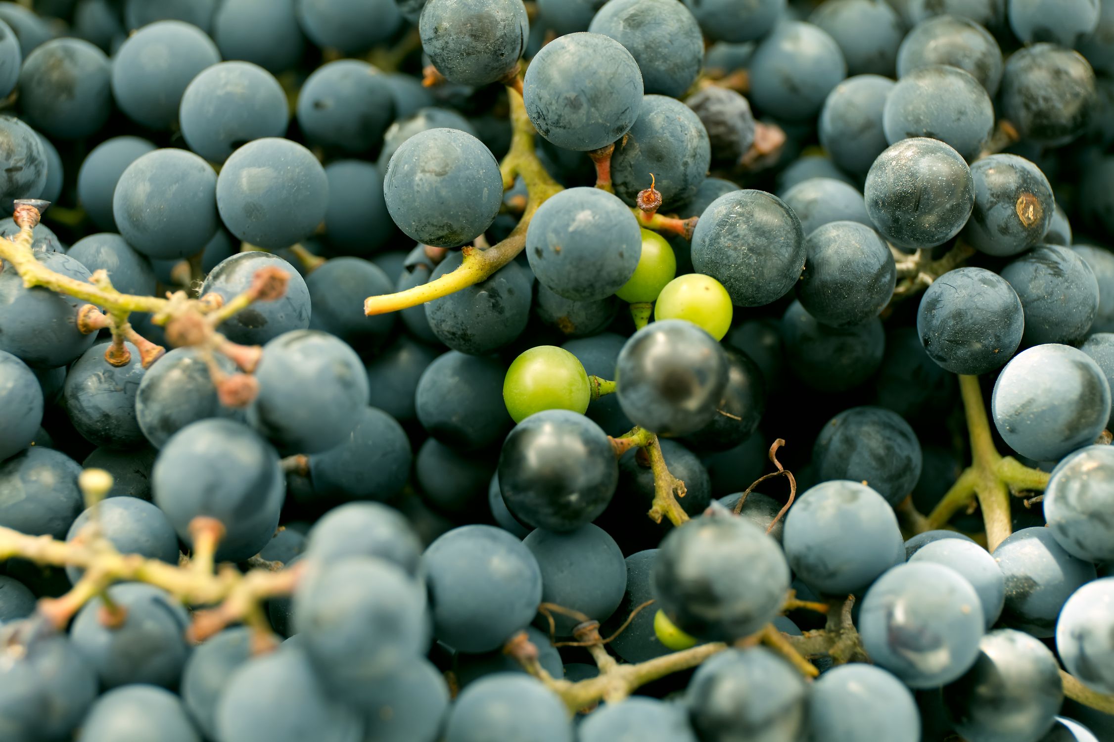 Java Graps Blue Close-up of Freshly Harvested Blue Grapes · Free Stock Photo