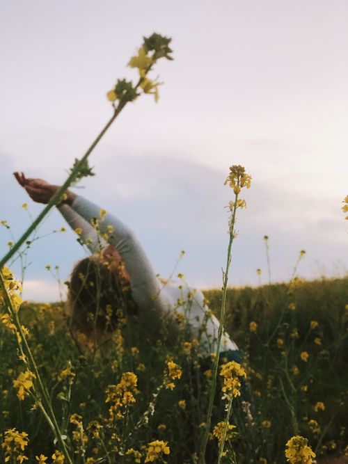 Free stock photo of dancing, field, flower Stock Photo