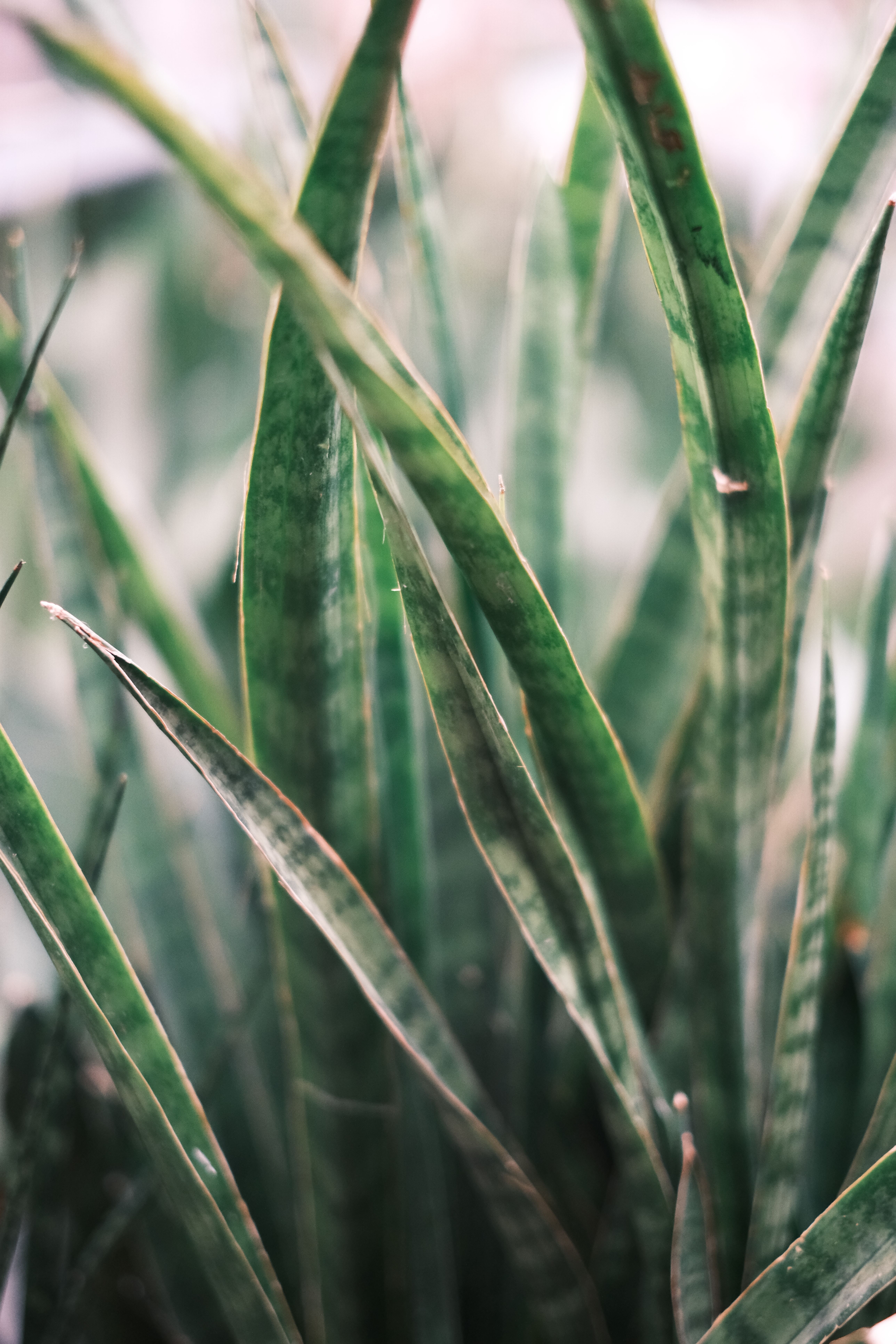 close-up of snake plant leaves