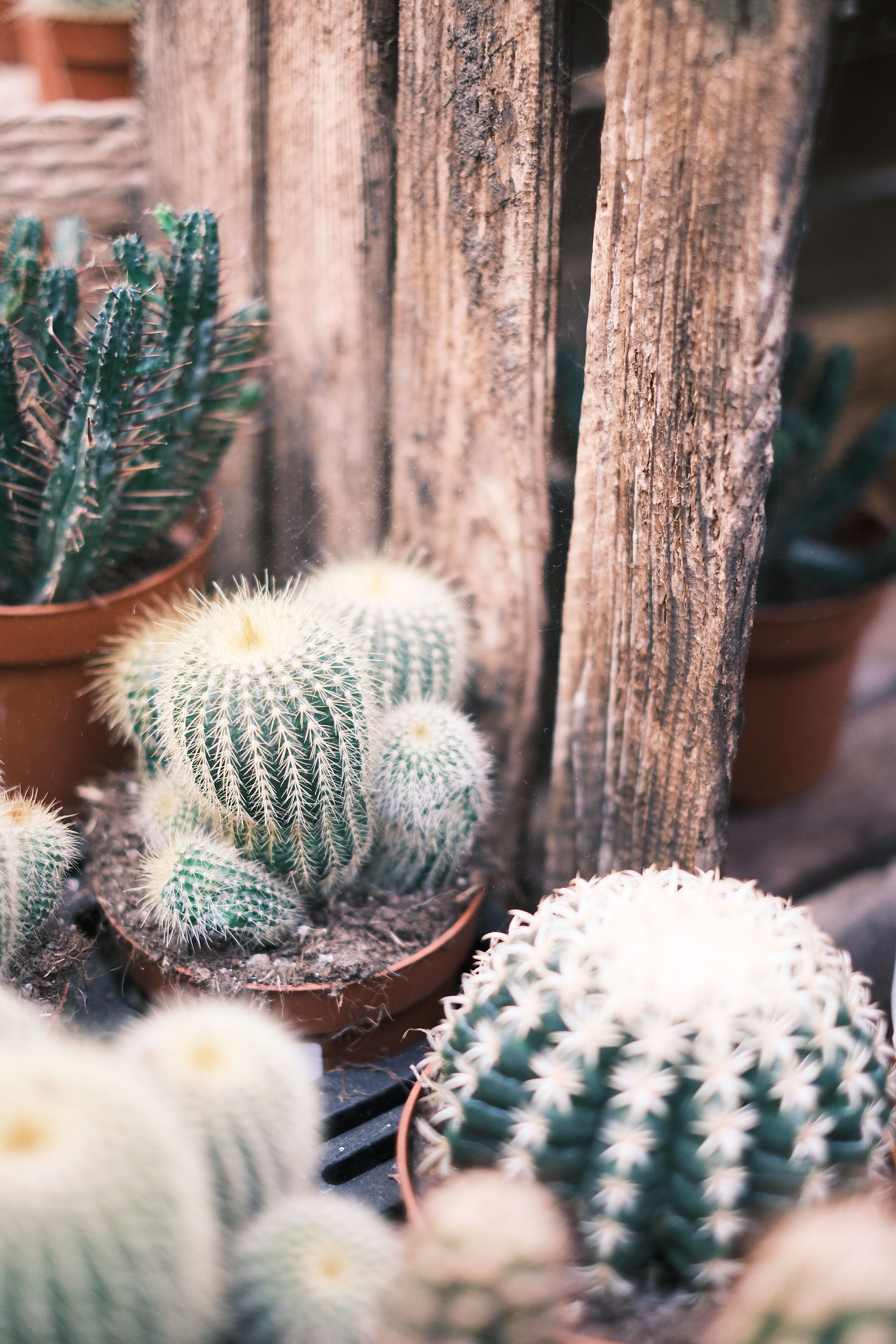 Close-Up of Various Cacti in a Rustic Setting  Free Stock Photo